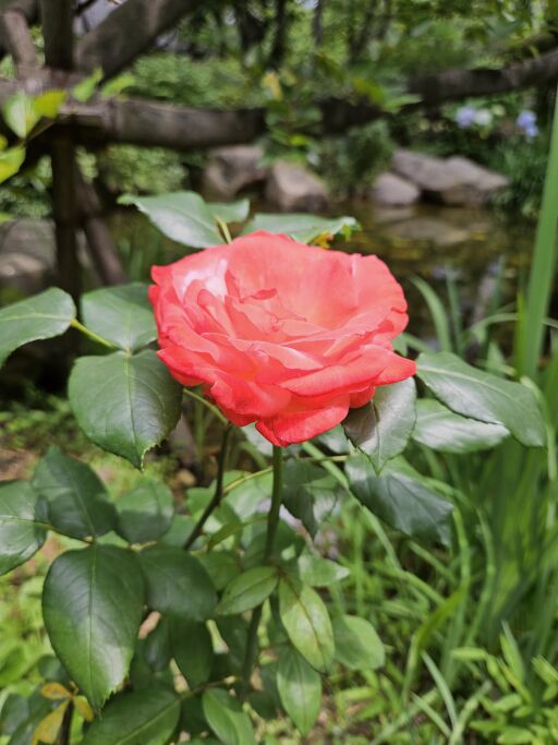 장미꽃 한송이
